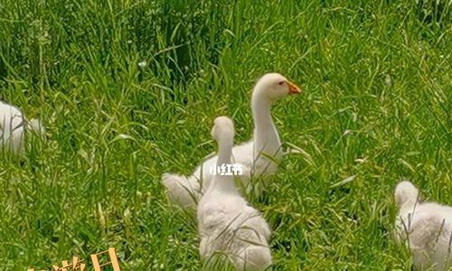 探秘角色技能（游戏技巧解析，让你成为跟踪高手）