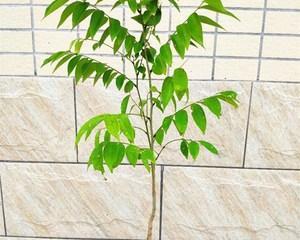 天天酷跑青青树苗获得方法详解（游戏中如何获取青青树苗）