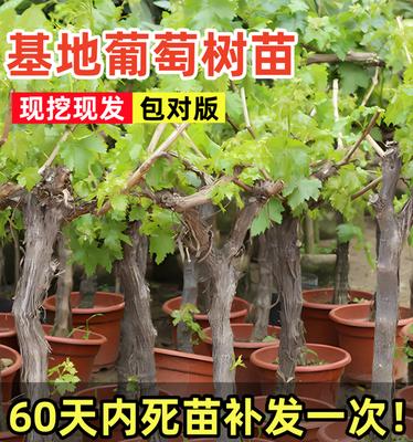 探秘奇幻宝石之树（领略宝石之树璀璨光芒）