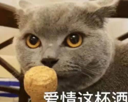 喵喵游戏（玩转宠物互动）