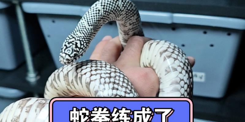 DNF蛇拳技能如何加成？蛇拳的最佳加成组合是什么？
