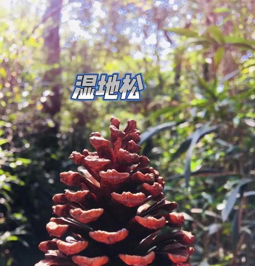 我的世界松果种植方法是什么？