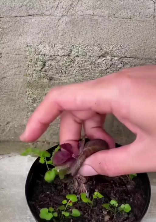 我的世界中玫瑰种植技巧有哪些？