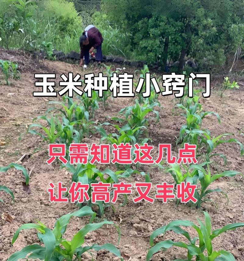 我的世界玉米怎么成熟？种植和收获的步骤是什么？