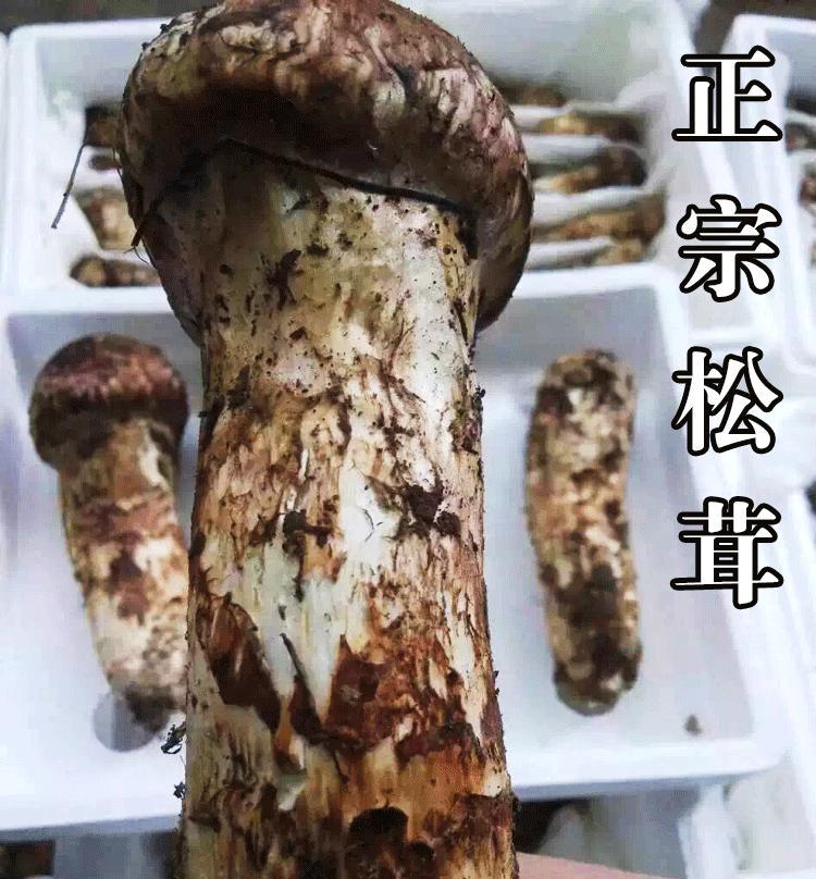 《原神》中薄荷甜甜花、胡萝卜、蘑菇和松茸的获取方法及位置介绍（畅游奇幻大陆）