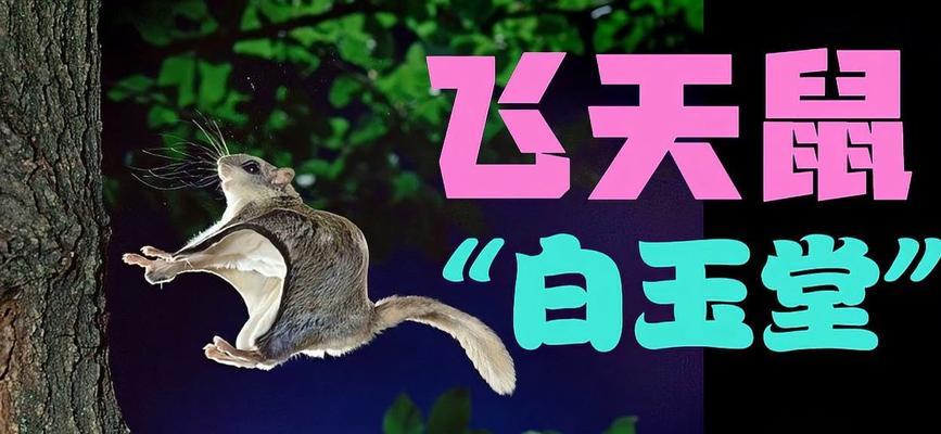飞天鼠简介制作步骤是什么？
