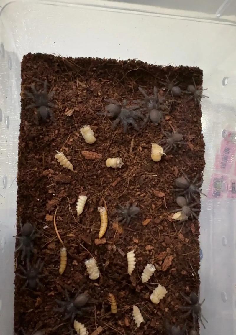 在创造模式中放置蜘蛛的方法是什么？