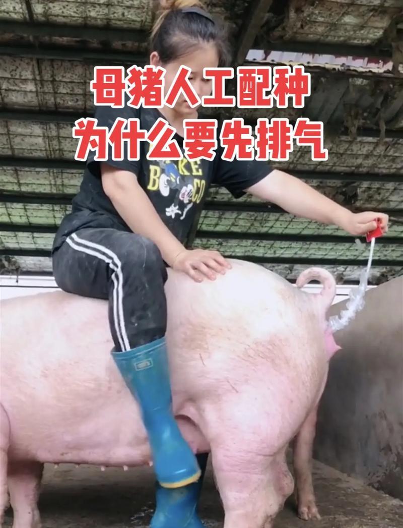 我的世界猪繁殖方法是什么？繁殖后如何照顾小猪？