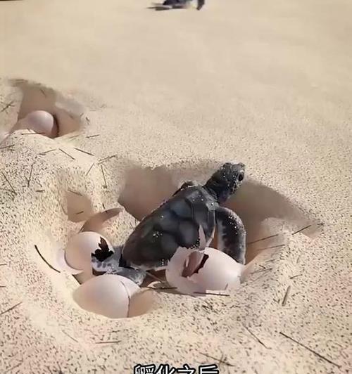 我的世界海龟蛋孵化方法是什么？孵化后海龟有何用途？