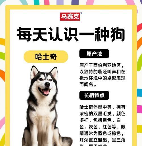 《千岛物语》宠物哈士奇获取攻略（解锁你的忠诚伙伴）