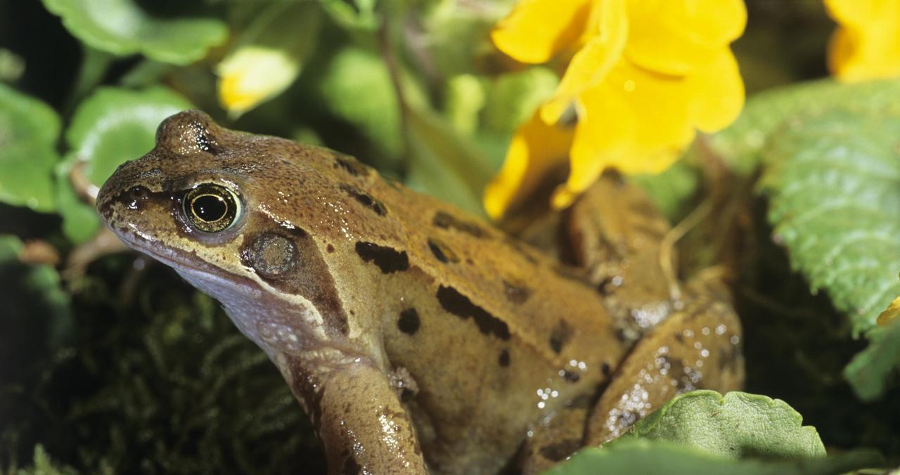 明日正月十四,别忘“守财神”,牢记:1送,2放,3不灭,4要吃 明日正月十四,别忘“守财神”,牢记:1送,2放,3不灭,4要吃