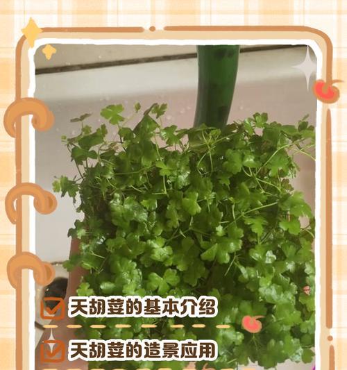 《探索荒野行动阳台草的奇妙世界》（解锁游戏中阳台草的种种玩法与技巧）
